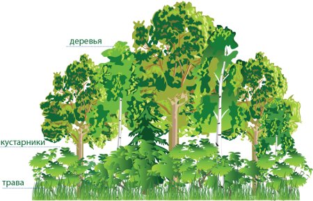 Ярусность широколиственного леса