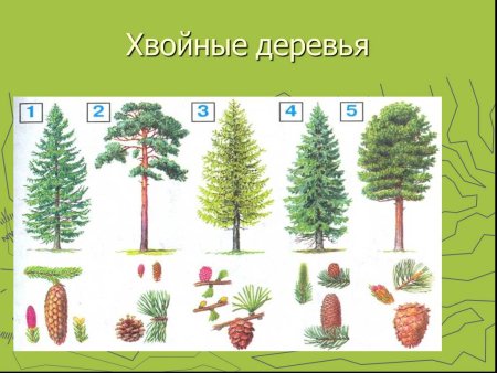 Ель сосна Кедровая сосна пихта лиственница