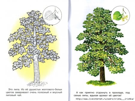 Липа строение дерева