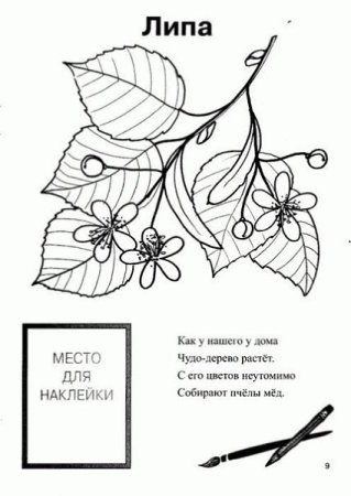 Липа раскраска