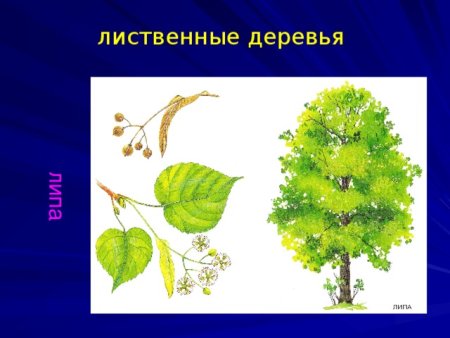 Липа для дошкольников