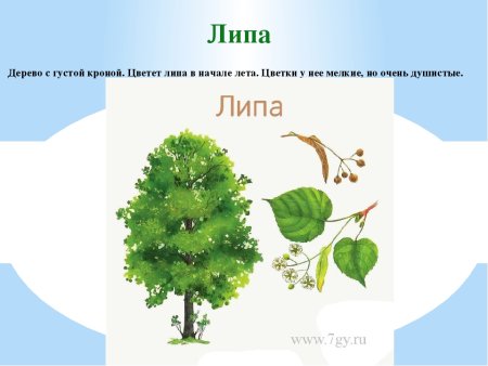 Липа дерево лист плод