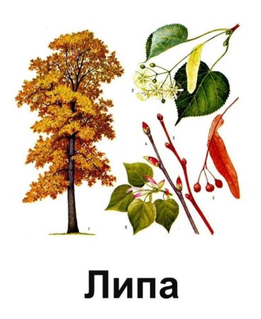 Липа дерево осенью
