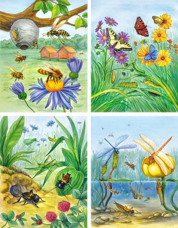 Насекомые рисунок