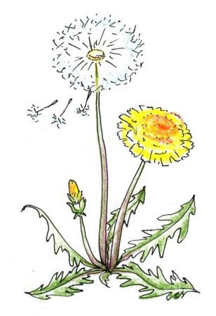 Одуванчик Перфильева