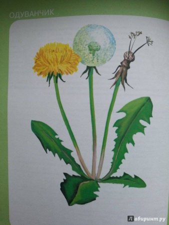 Рисование с детьми одуванчики