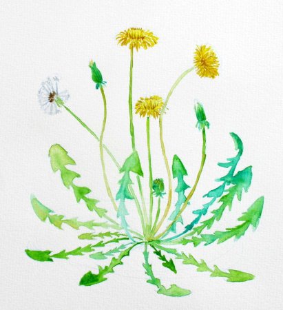 Одуванчик лекарственный Taraxacum officinale Wigg Ботанический рисунок