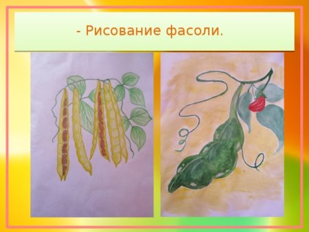 Фасоль рисунок