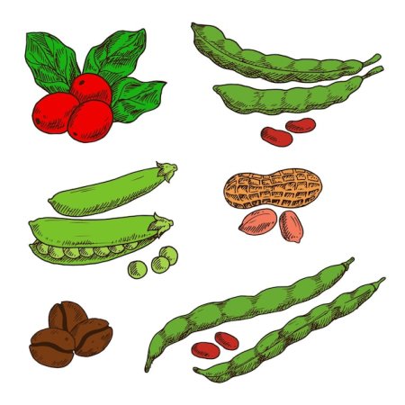 Фасоль рисунок для детей