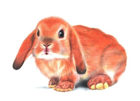 Заяц рисунок