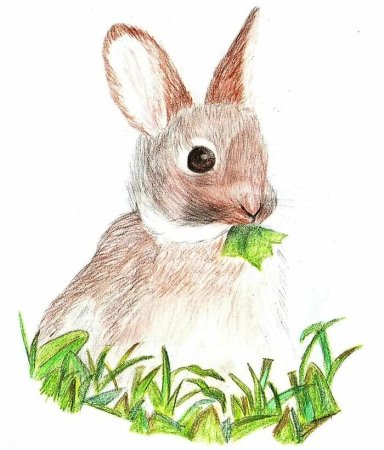 Заяц цветными карандашами