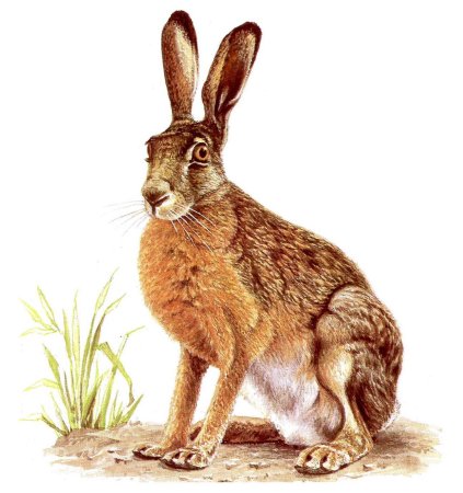 Заяц Русак иллюстрация