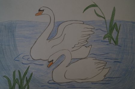 Гадкий утёнок лебедьрисунок