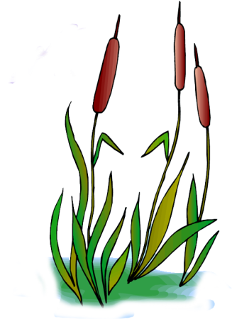 Камыш для детей