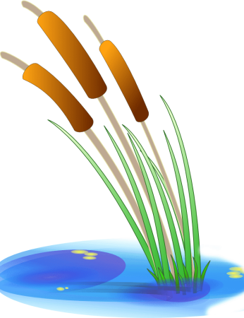 Камыш для детей