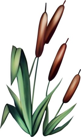 Камыш для детей