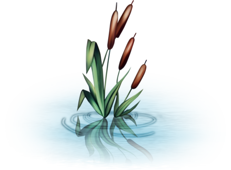 Камыш и рогоз рисунок