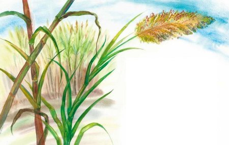 Тростник для детей