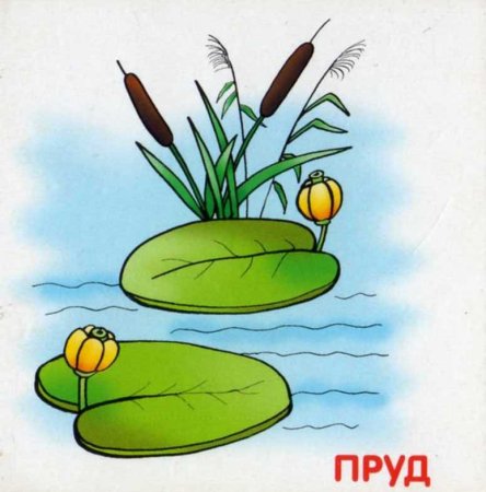 Камыш рисунок