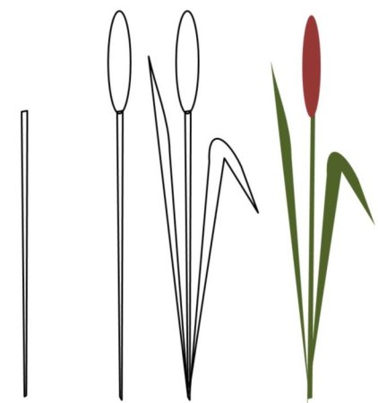 Камыш карандашом