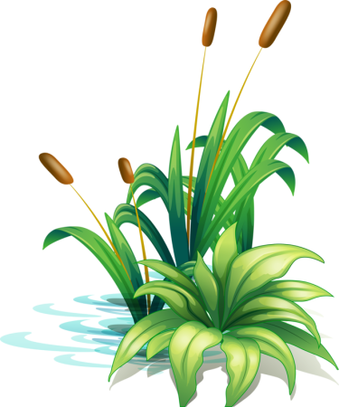 Камыш мультяшный