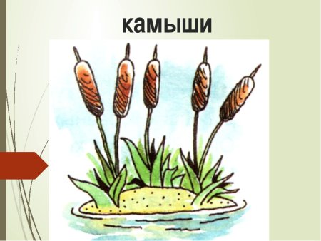 Ши ши ши зашумели камыши