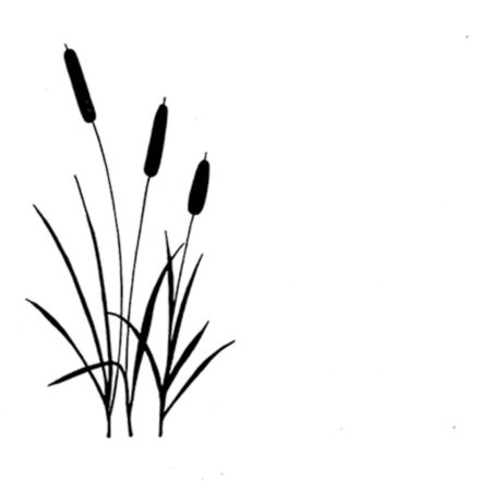 Камыш рисунок