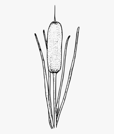 Камыши раскраска для детей