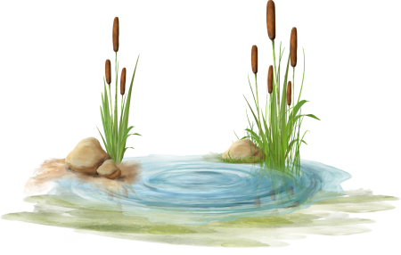 Камыш рисунок