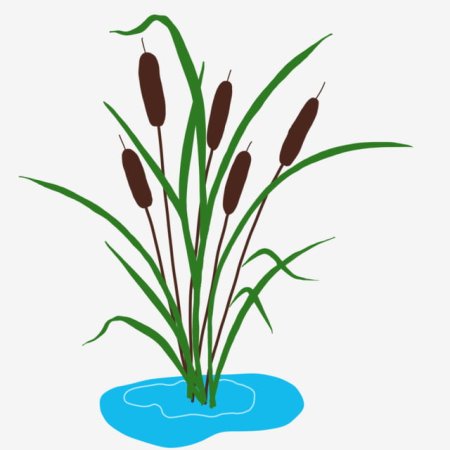 Камыш для детей