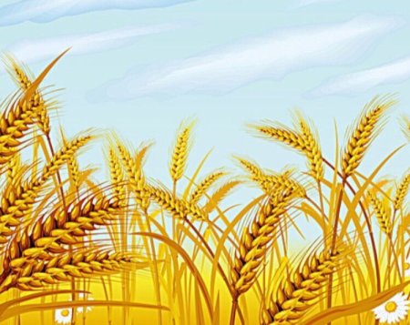 Пшеница для детей