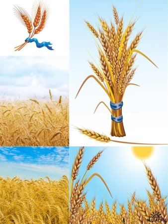 Поля с колосьями с рисовать