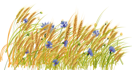 Колосья и васильки