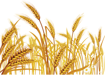 Рисование хлебное поле