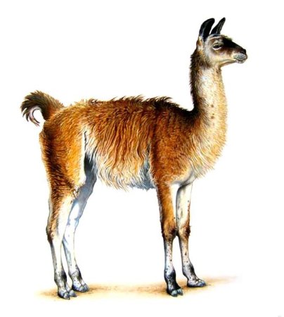 Рисование для детей лама