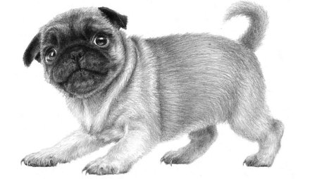 Мопс рисунок