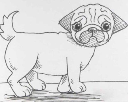 Мопс легкий рисунок легкий