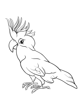 Какаду на белом фоне