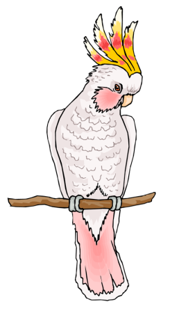 Какаду карандашом