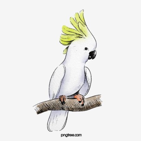 Попугай Какаду