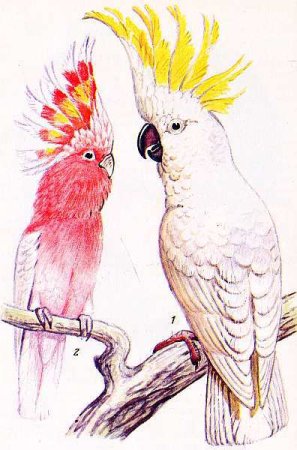 Попугай рисунок