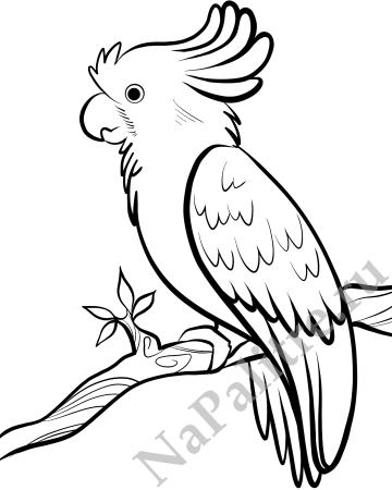 Иллюстрация на прозрачном фоне для детей Какаду