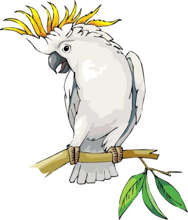 Попугай Какаду