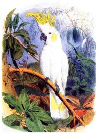 Попугай Какаду разукрашка