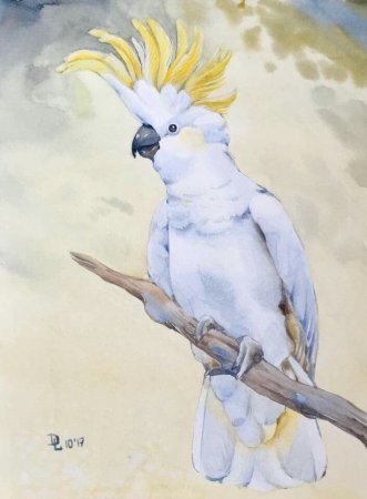 Попугай Какаду разукрашка