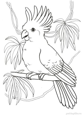 Рисунок попугая для срисовки