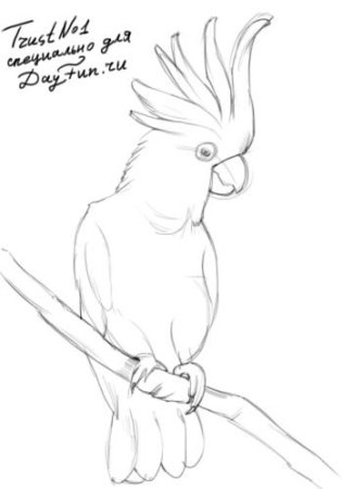 Какаду раскраска