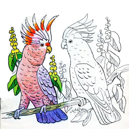 Нарисовать попугая