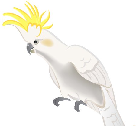 Какаду рисунок цветными карандашами