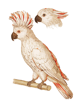 Какаду мультяшный